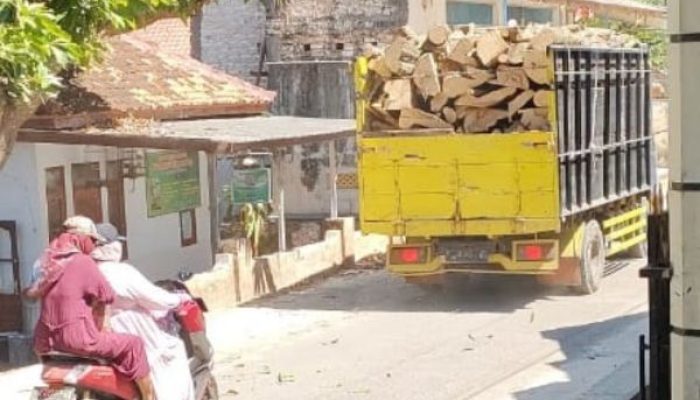 Penebangan Pohon Untuk Kayu Balok Merajalela di Pulau Sapudi, Lingkungan Terancam!