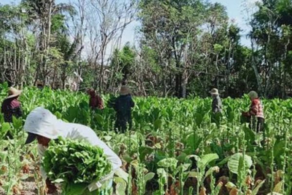 Petani Sumenep Minta Perda Tembakau Direvisi